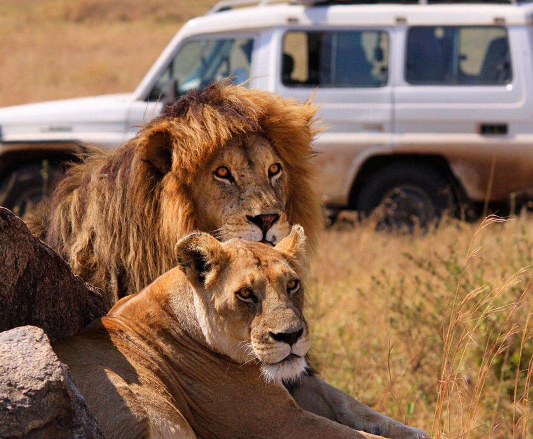 LION SAFARI TOUR