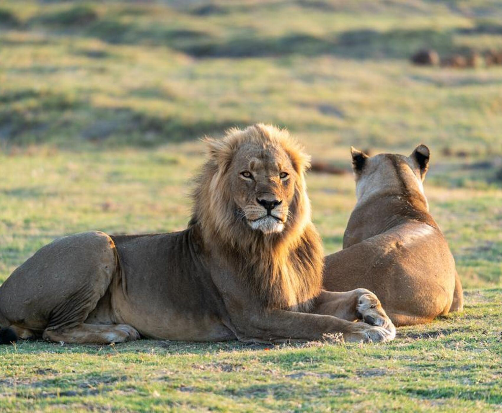 LION SAFARI TOUR