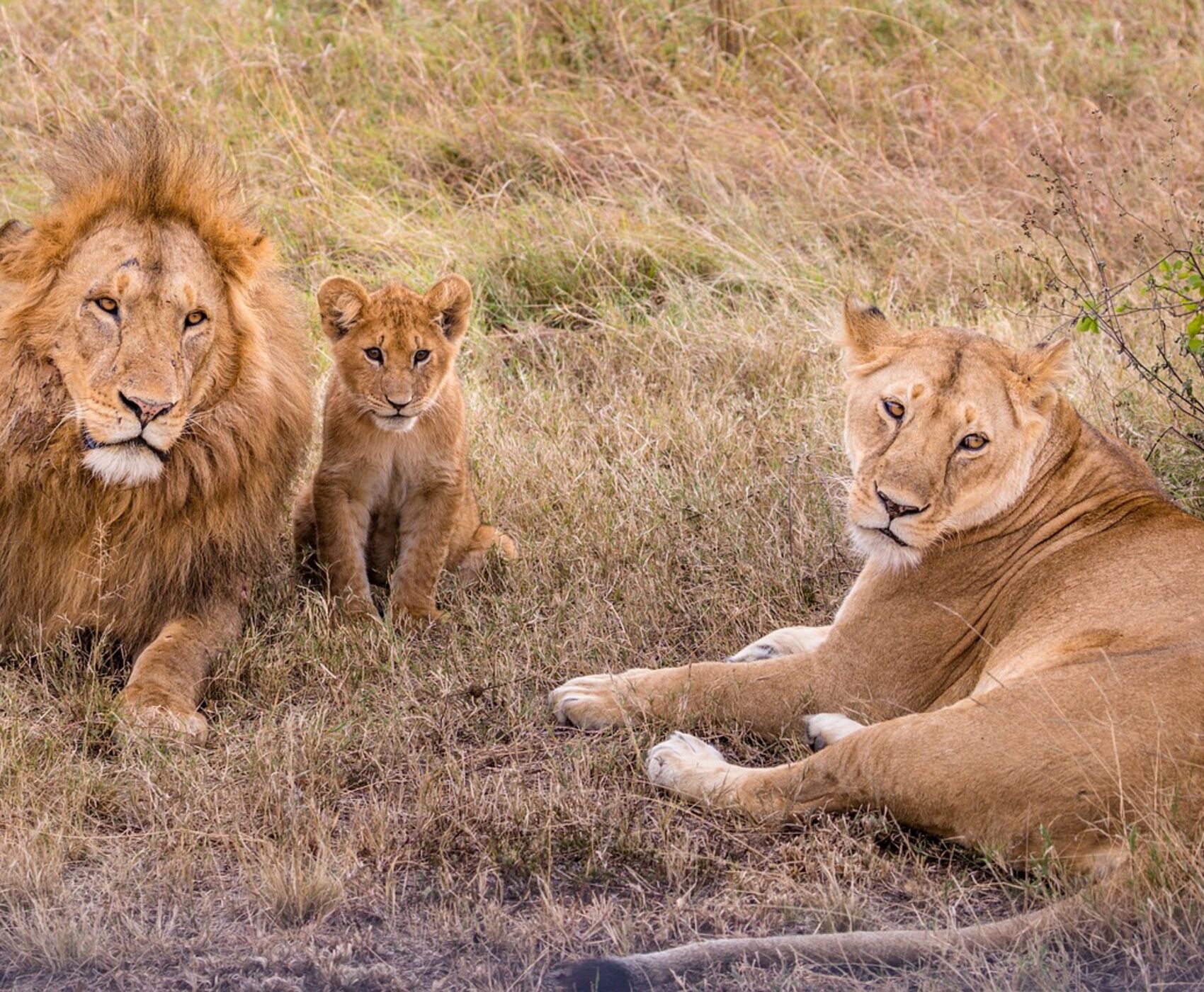 LION SAFARI TOUR