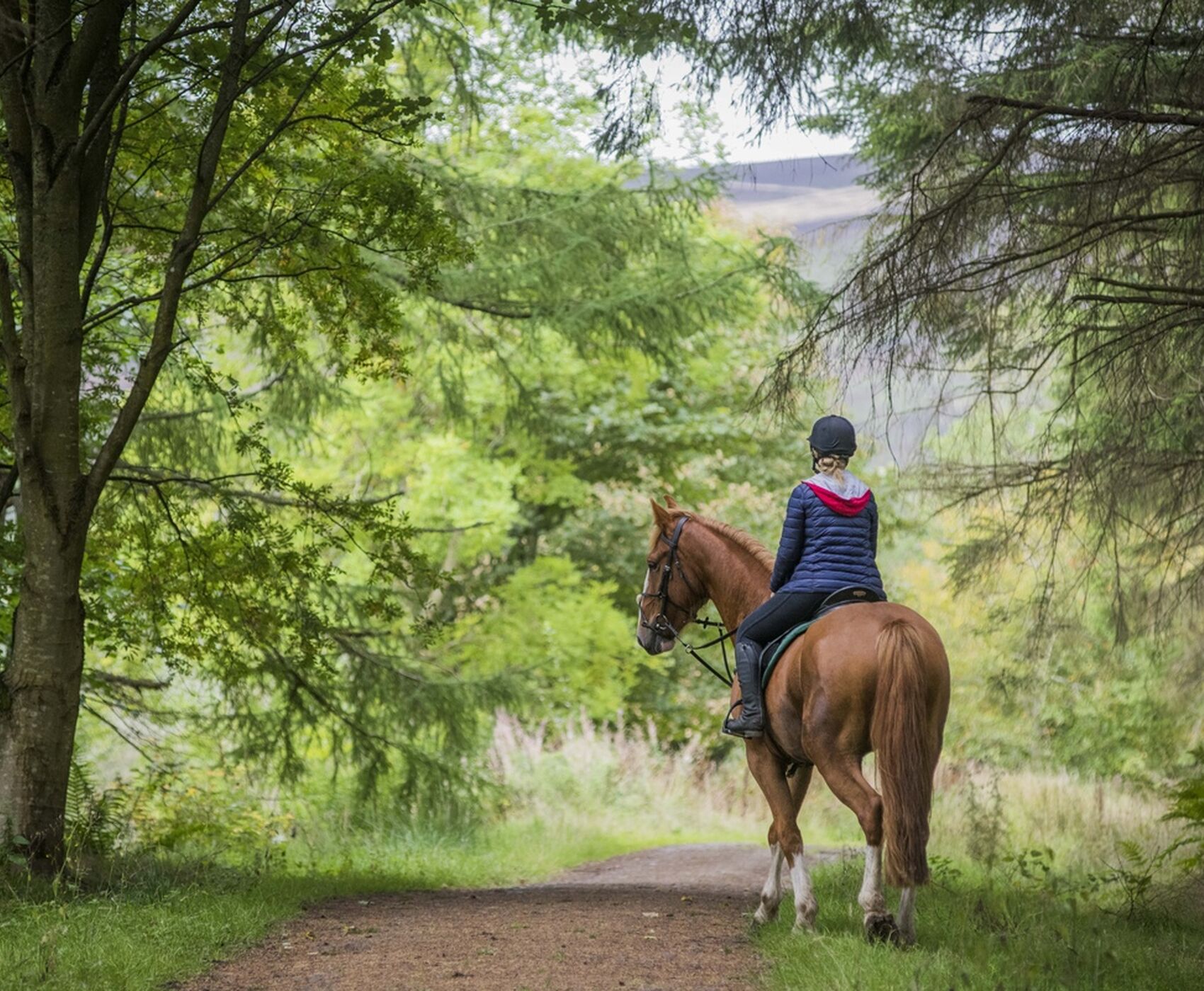 HORSE SAFARI