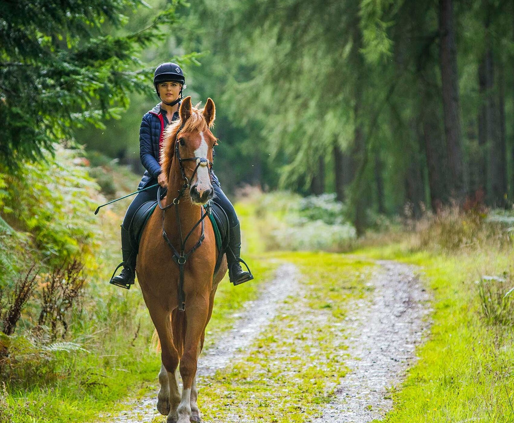 HORSE SAFARI