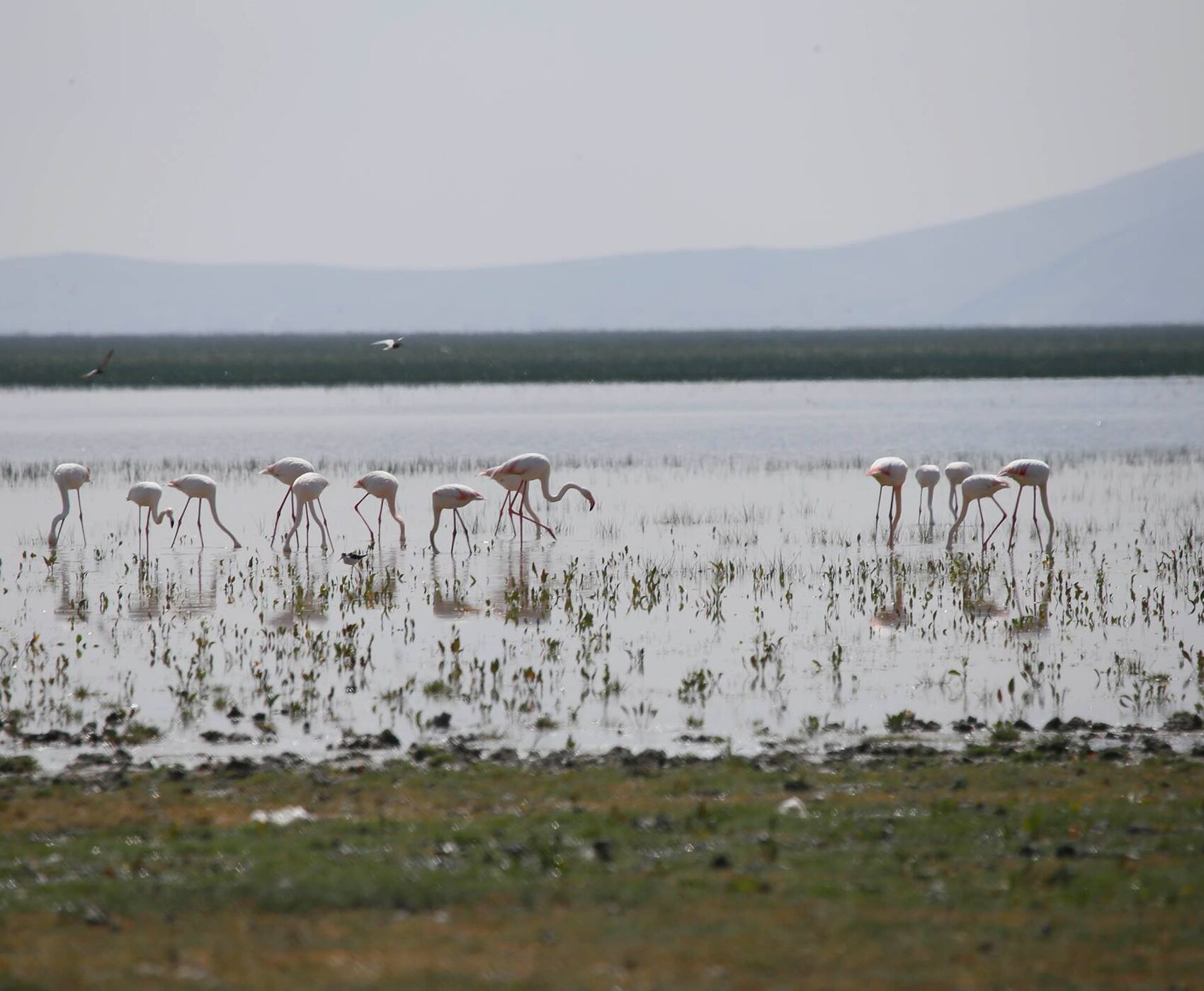 LAKES OF FLAMINGOS, STORKS AND PELICANS