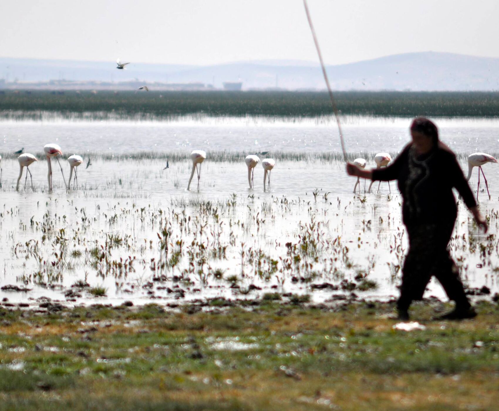 LAKES OF FLAMINGOS, STORKS AND PELICANS