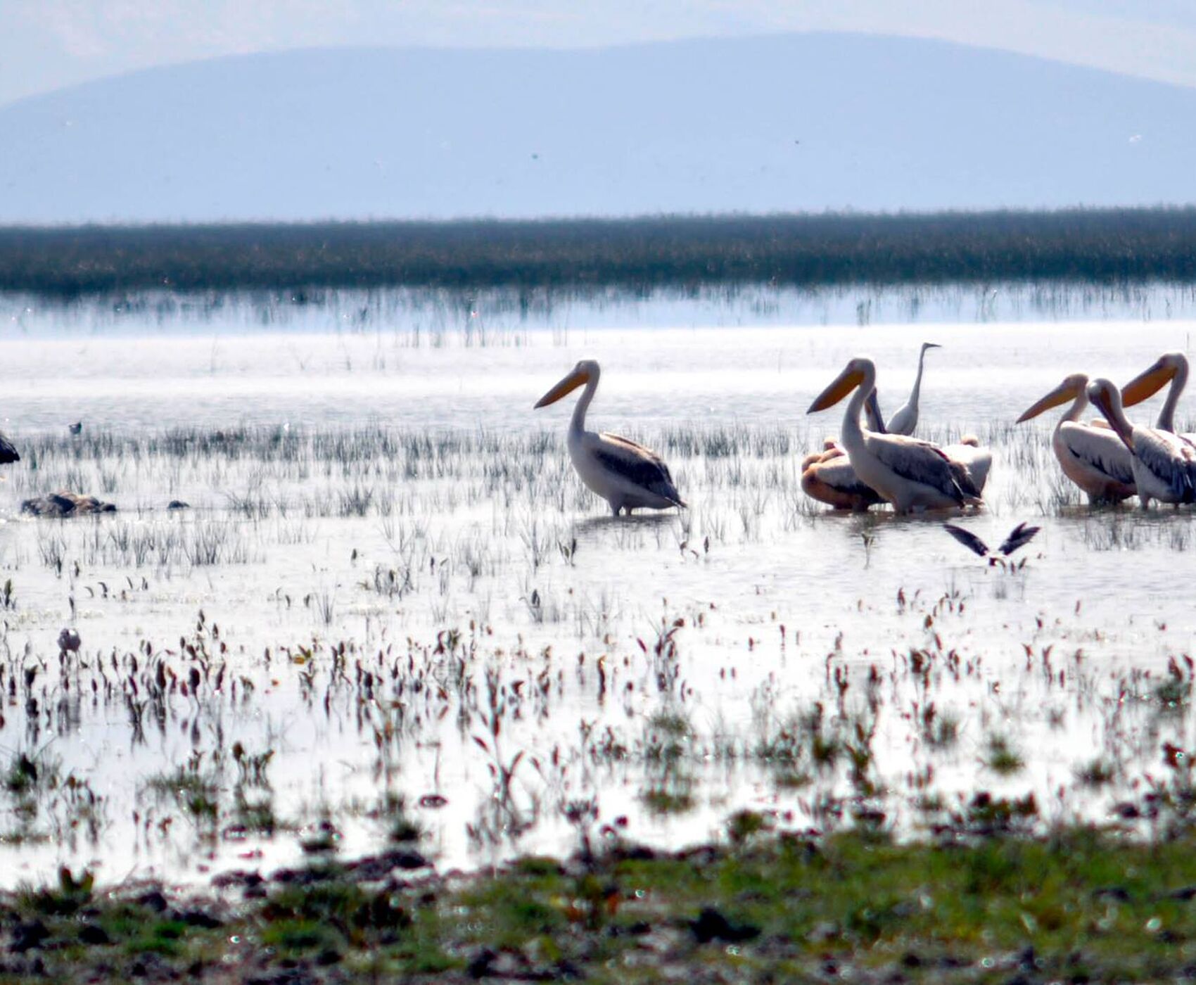 LAKES OF FLAMINGOS, STORKS AND PELICANS