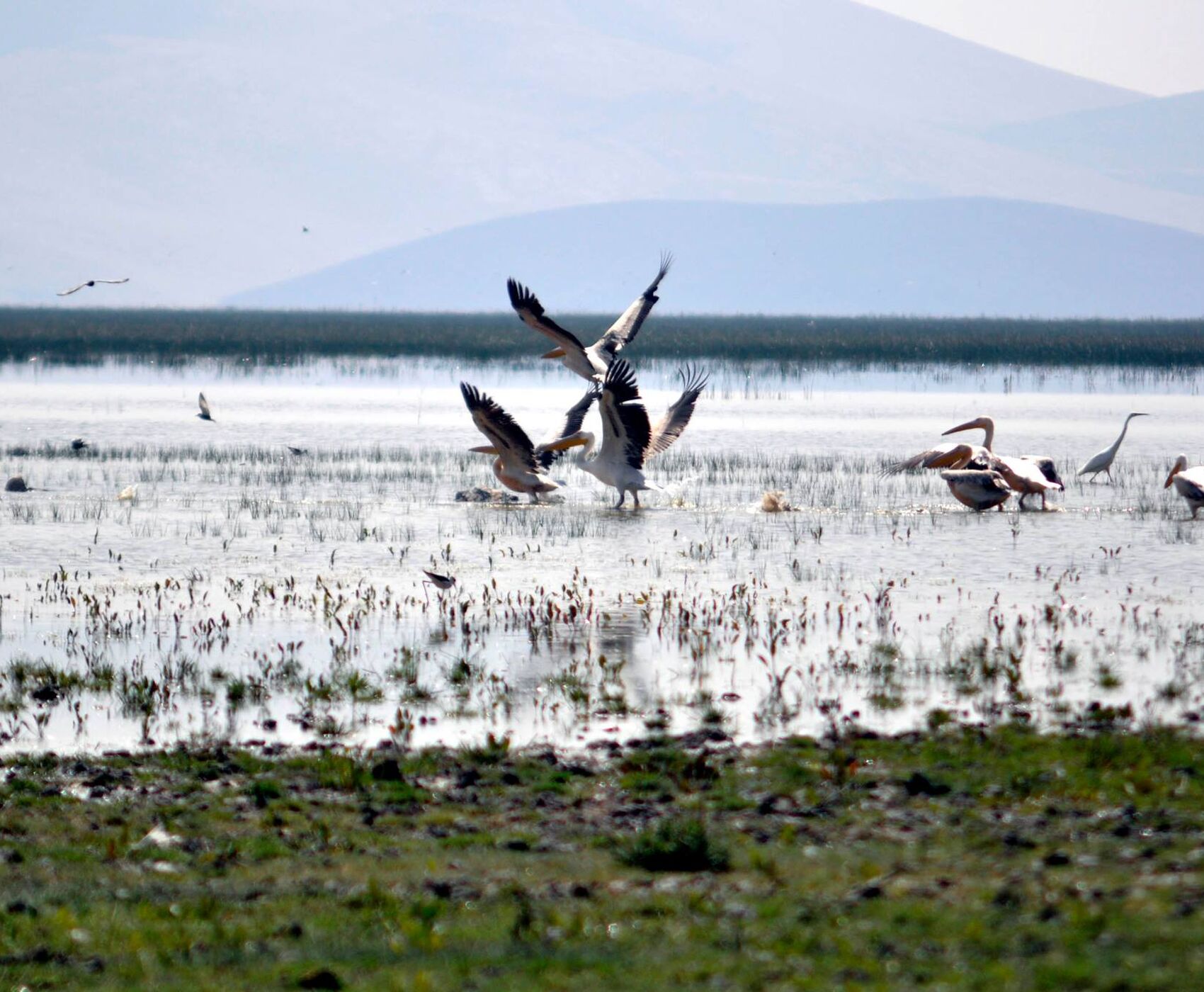 LAKES OF FLAMINGOS, STORKS AND PELICANS