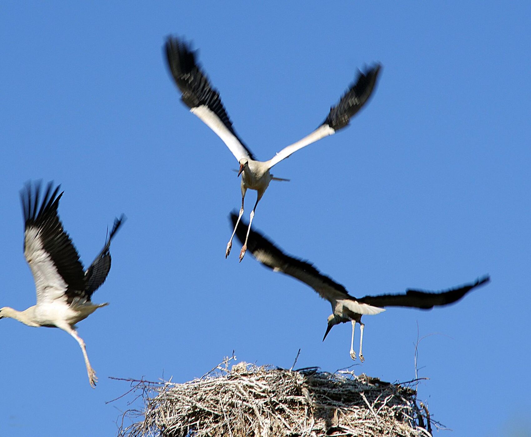 LAKES OF FLAMINGOS, STORKS AND PELICANS