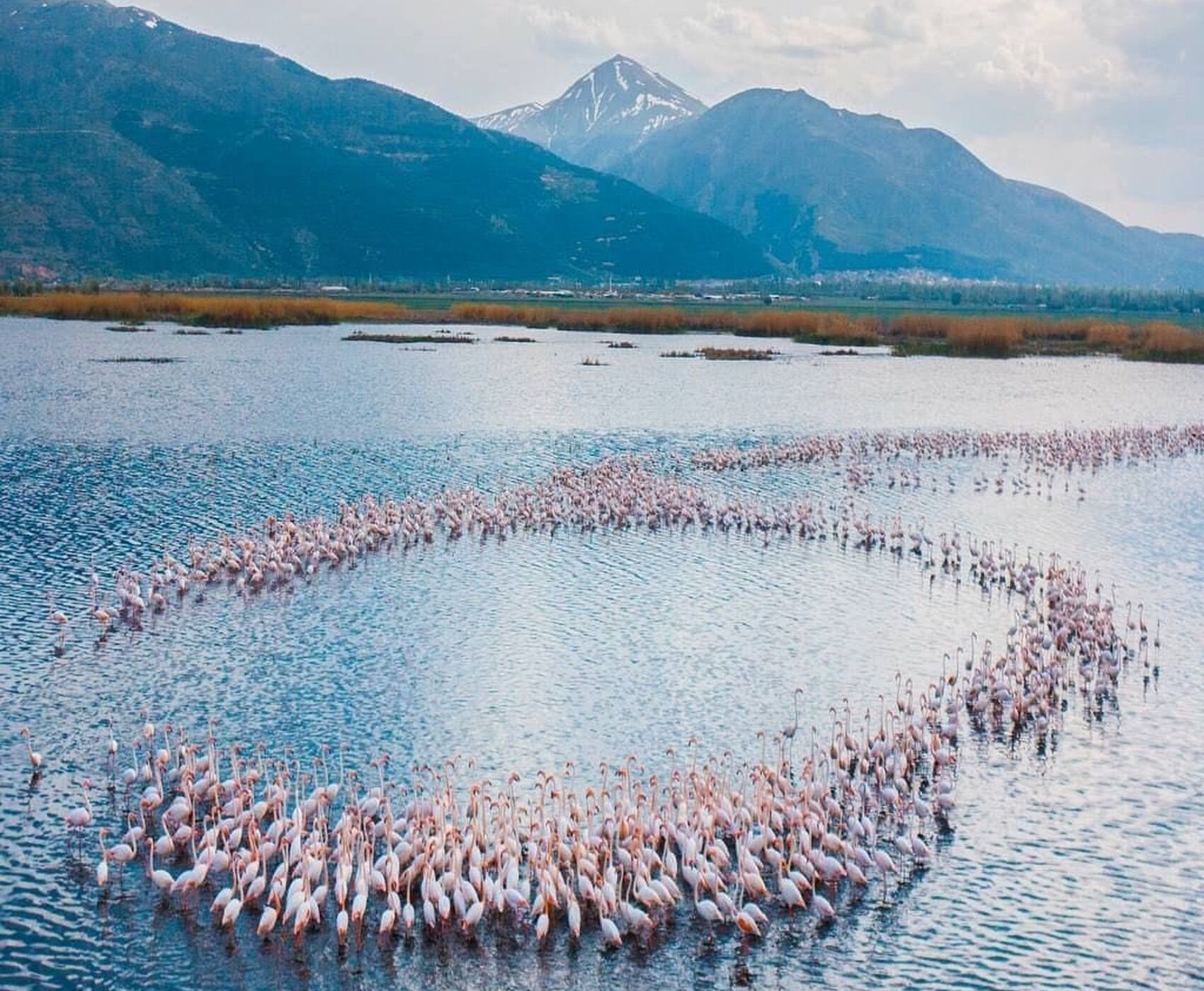 LAKES OF FLAMINGOS, STORKS AND PELICANS