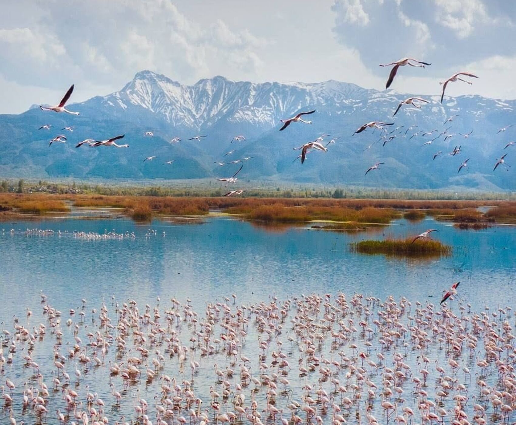 LAKES OF FLAMINGOS, STORKS AND PELICANS