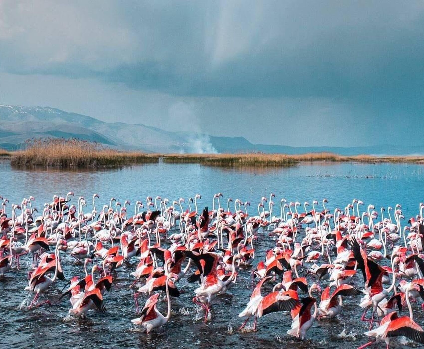 LAKES OF FLAMINGOS, STORKS AND PELICANS