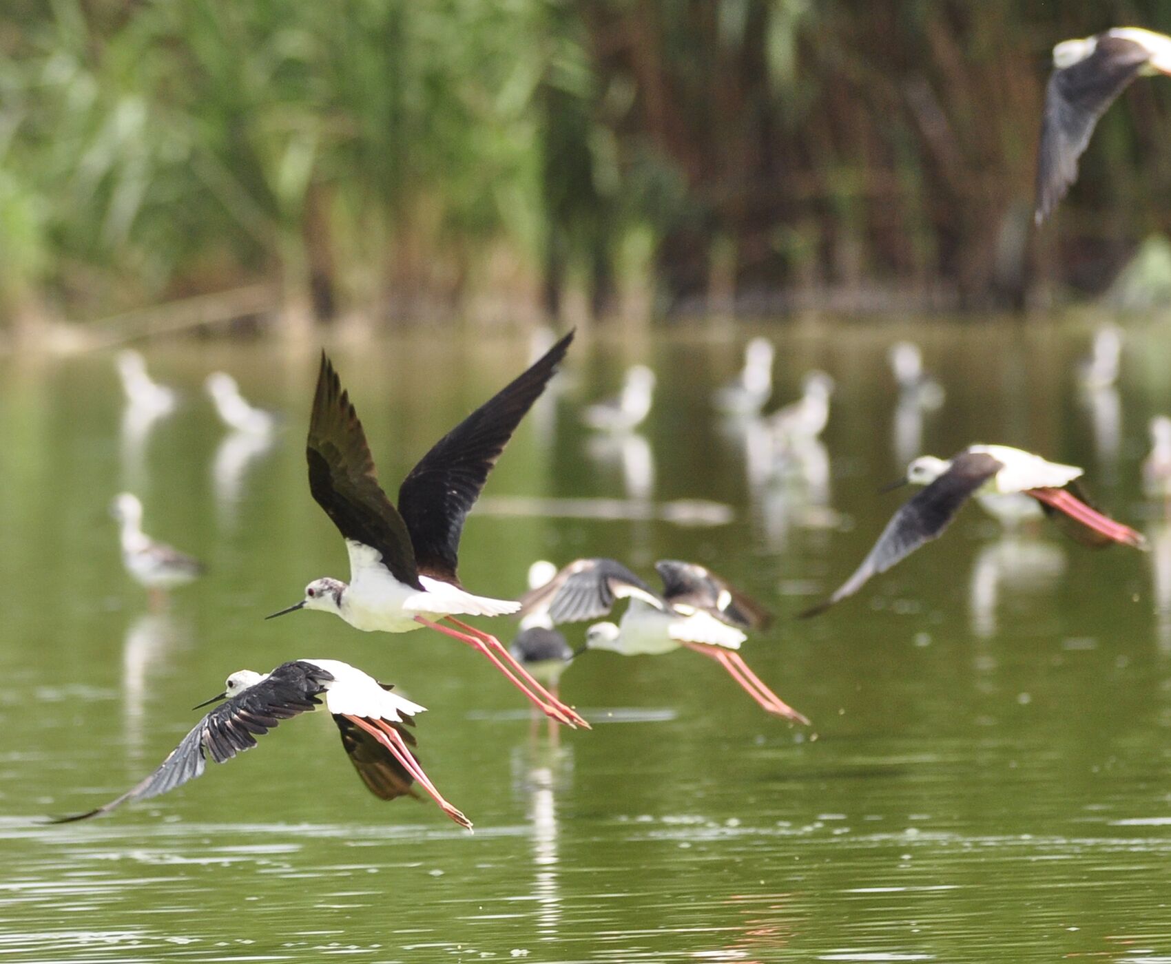 LAKES OF FLAMINGOS, STORKS AND PELICANS