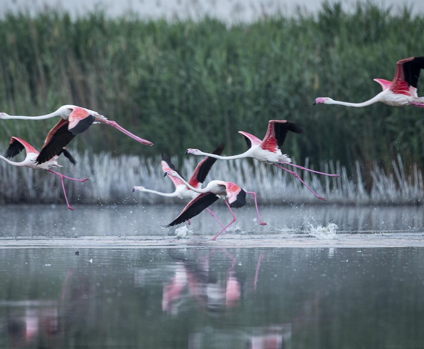 LAKES OF FLAMINGOS, STORKS AND PELICANS