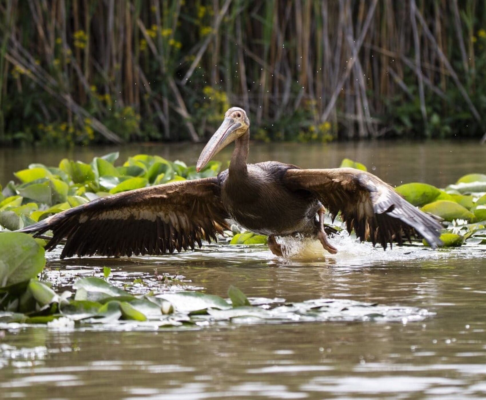 LAKES OF FLAMINGOS, STORKS AND PELICANS