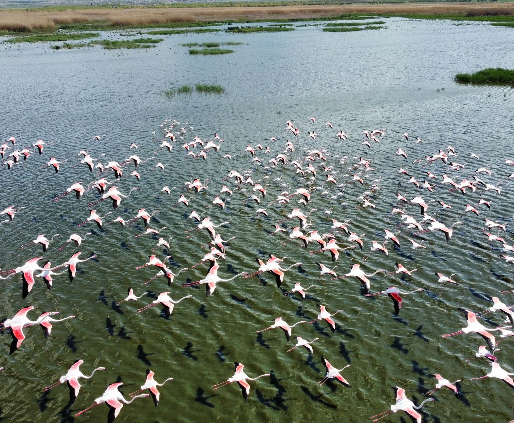 LAKES OF FLAMINGOS, STORKS AND PELICANS