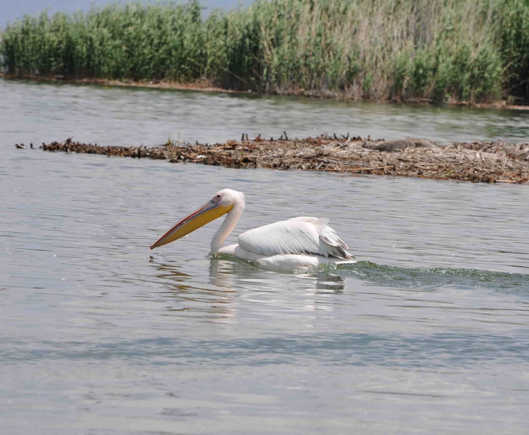 LAKES OF FLAMINGOS, STORKS AND PELICANS