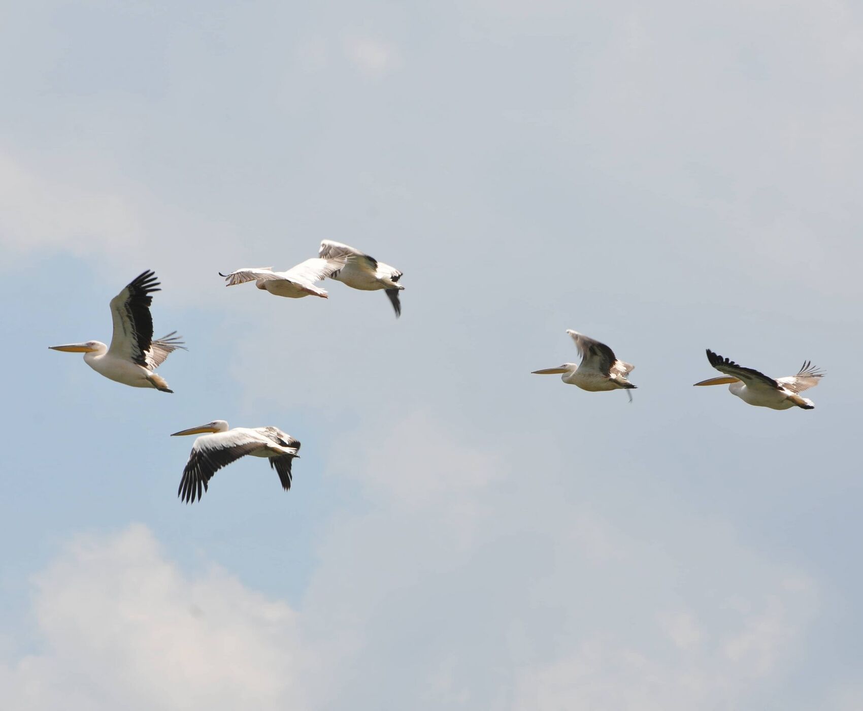 LAKES OF FLAMINGOS, STORKS AND PELICANS