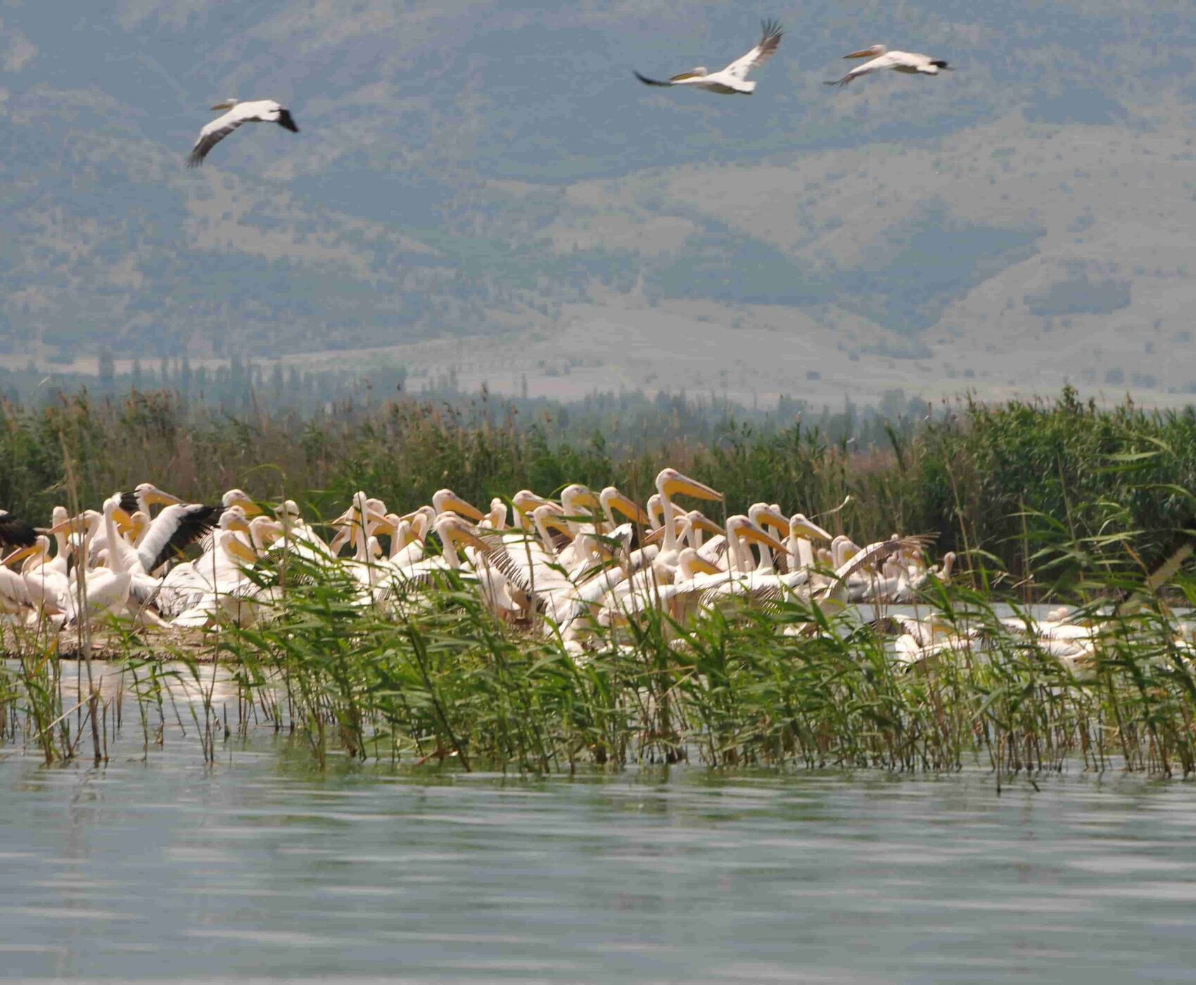 LAKES OF FLAMINGOS, STORKS AND PELICANS