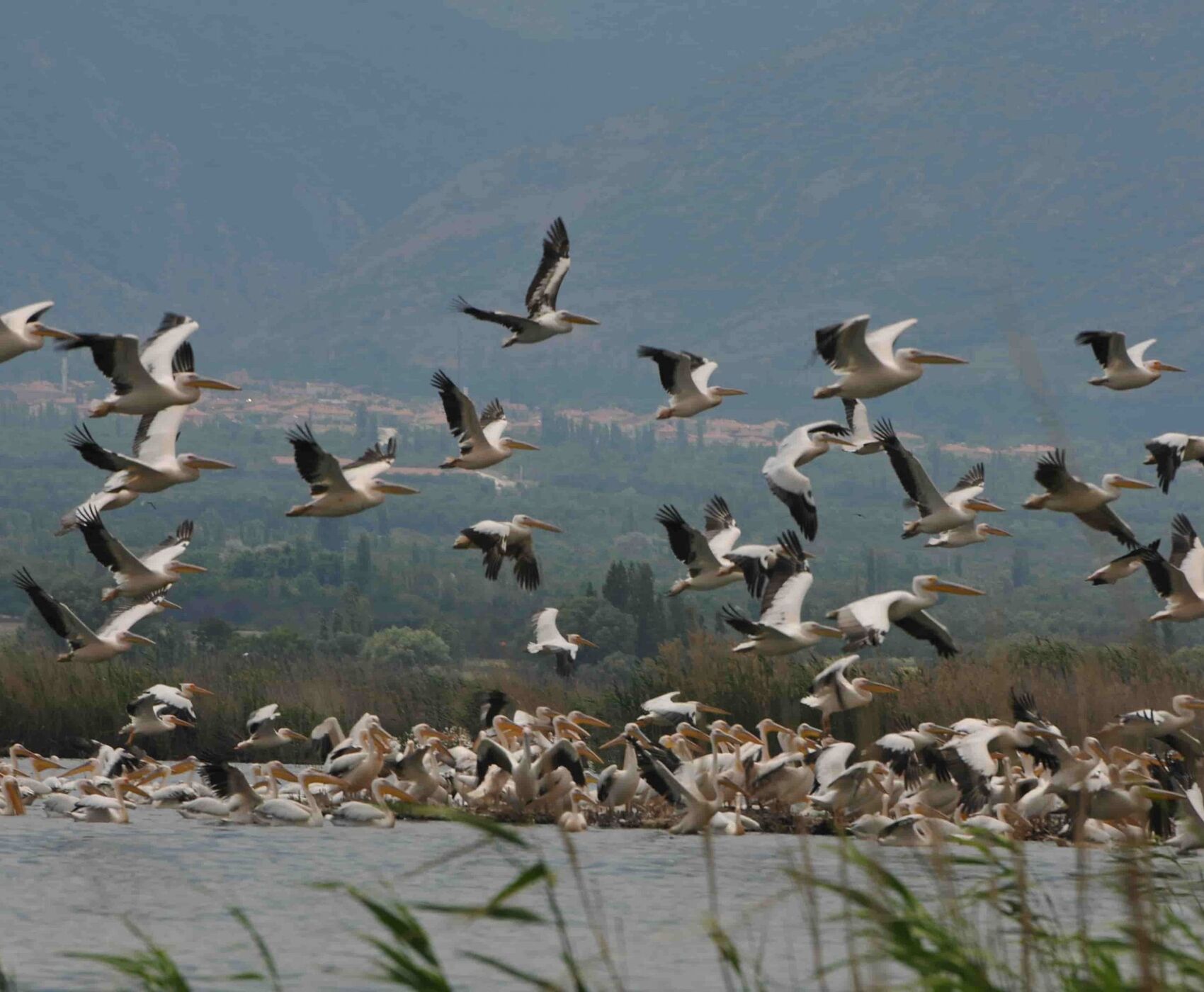 LAKES OF FLAMINGOS, STORKS AND PELICANS