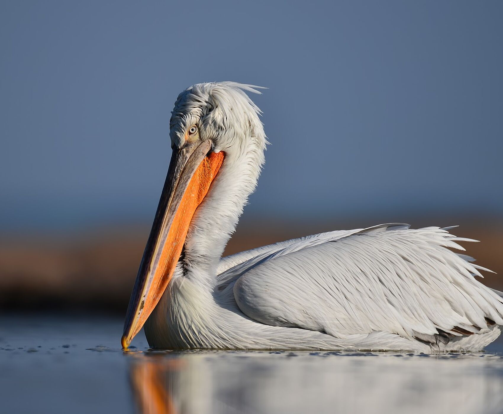 LAKES OF FLAMINGOS, STORKS AND PELICANS