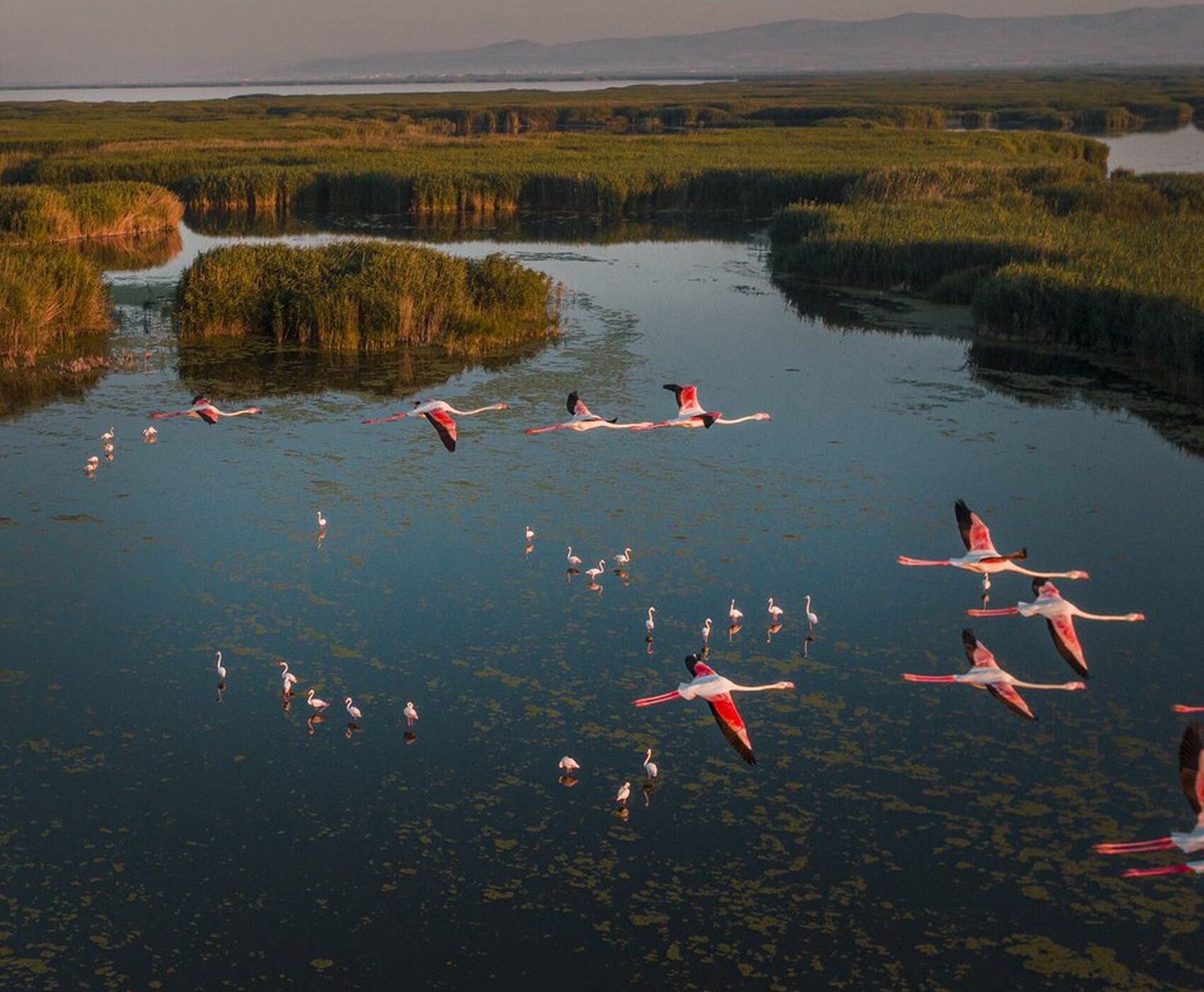 LAKES OF FLAMINGOS, STORKS AND PELICANS